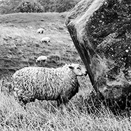 Rain at Avebury